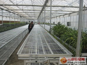 專業承接各類鋼架大棚工程 聯棟大棚、插地棚、溫室餐廳與智能溫室