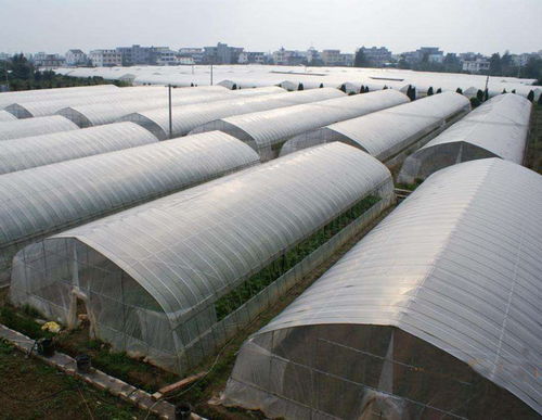 晉州蔬菜大棚管多少錢,溫室大棚管生產廠家
